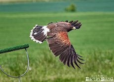 thn_MASCH_Hadacka_2017_075.jpg